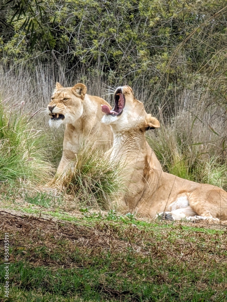 Naklejka premium Lions 
