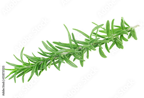Twig of fresh rosemary isolated on a white background. Organic rosemary branch.
