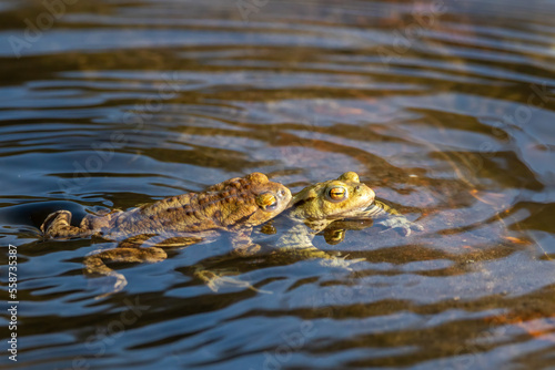 Common toad during toad migration at a sunny day in spring. © ms_pics_and_more