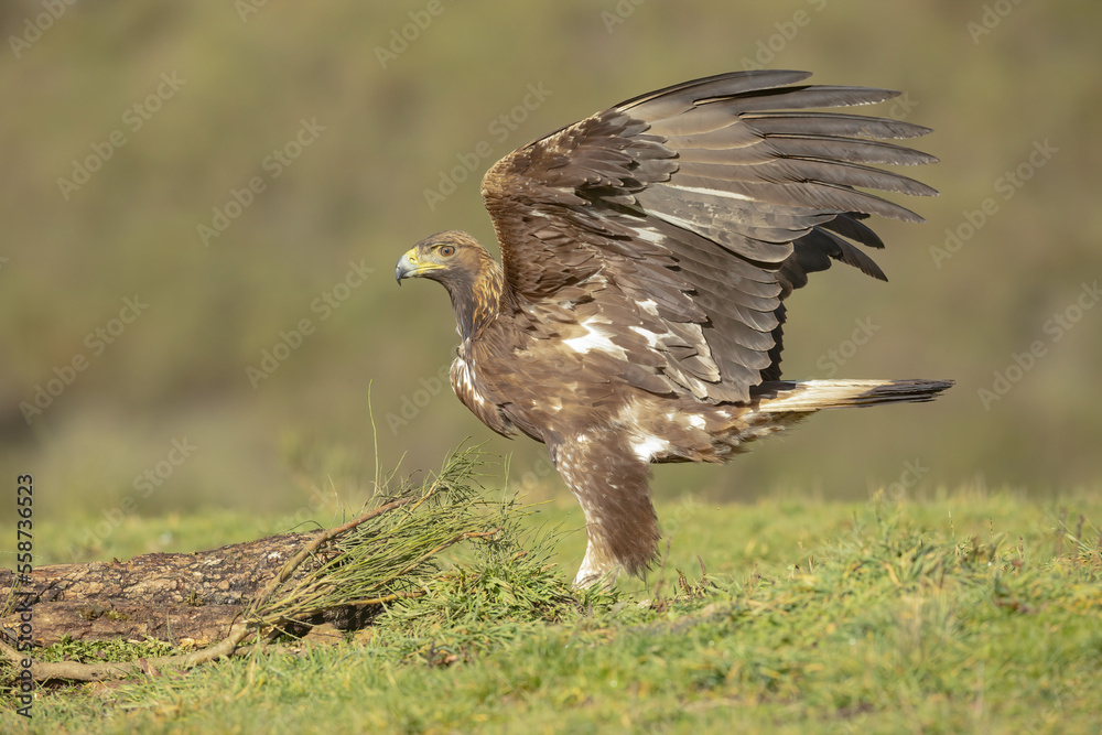 Obraz premium real 3