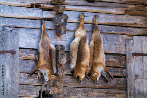 traditional hunt in the winter - shot of  red foxes