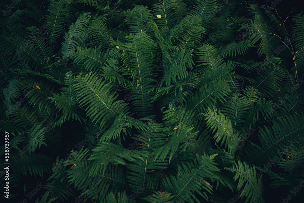 Background of natural green fern leaves in the forest. Texture nature wallpaper.