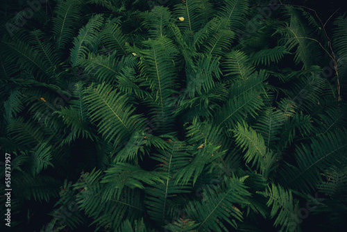 Background of natural green fern leaves in the forest. Texture nature wallpaper.