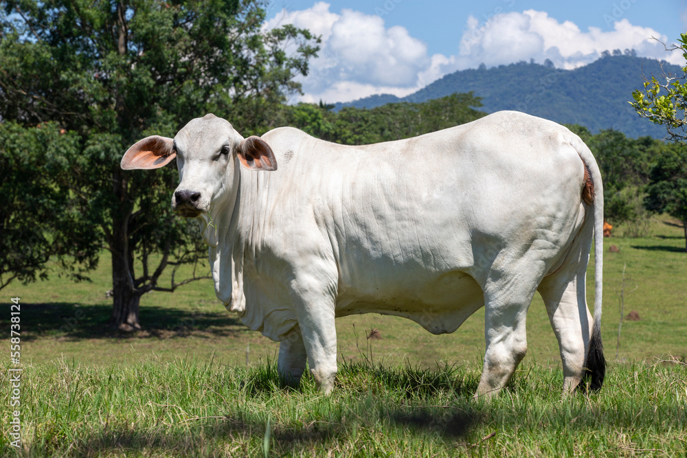 Closeup of Nellore calf in the meadow with trees on countryside of Sao Paulo state, Brazil Closeup of Nellore calf in the meadow with trees on countryside of Sao Paulo state, Brazil