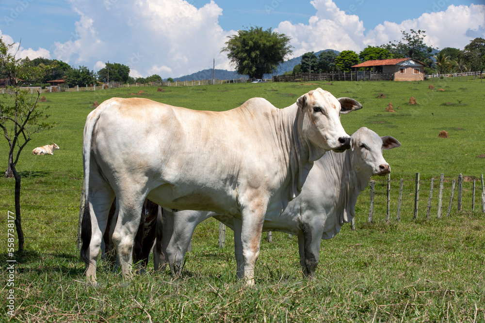 Closeup of Nellore calf in the meadow with trees on countryside of Sao Paulo state, Brazil Closeup of Nellore calf in the meadow with trees on countryside of Sao Paulo state, Brazil
