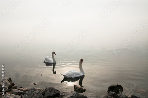 Fototapeta Naklejka Na Ścianę i Meble -  Mute swan in the lake Balaton in December