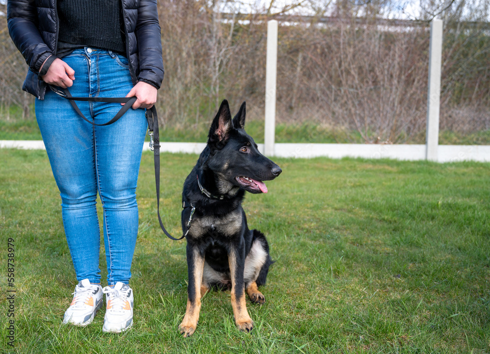 chien de berger assis près de son maître en extérieur chien de berger assis près de son maître en extérieur