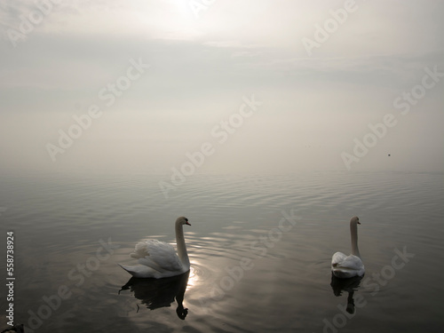 Mute swan in the lake Balaton in December