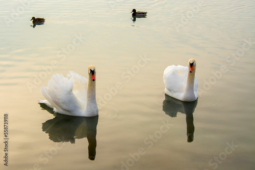 Fototapeta Naklejka Na Ścianę i Meble -  Mute swan in the lake Balaton in December