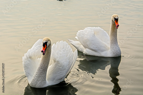 Fototapeta Naklejka Na Ścianę i Meble -  Mute swan in the lake Balaton in December