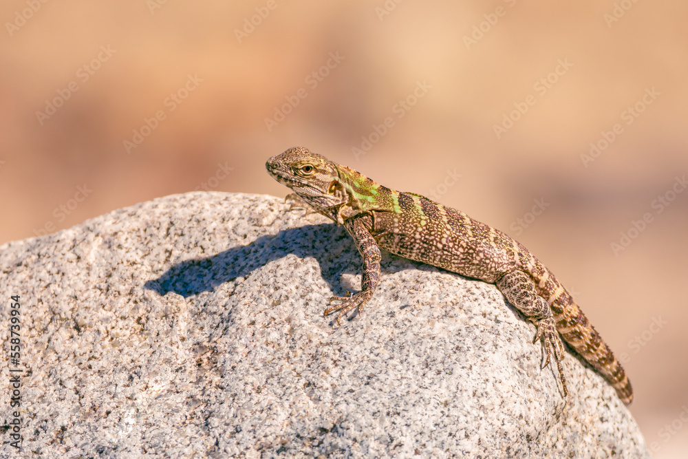 lizard on a stone lizard on a stone