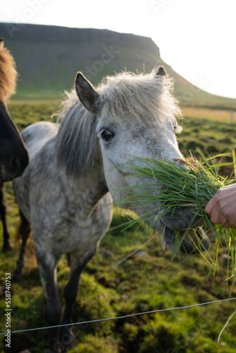 Feeding Icelandic horses grazing at the Berg Horse Farm in Iceland