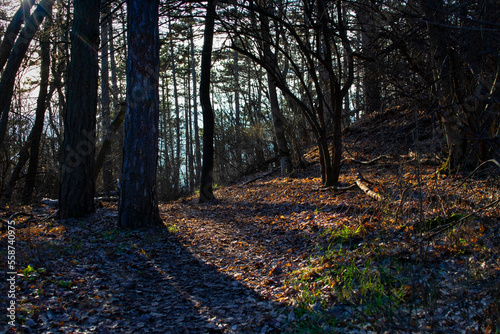 Sunlight shines through autumn leaves silhouetting trunks and branches