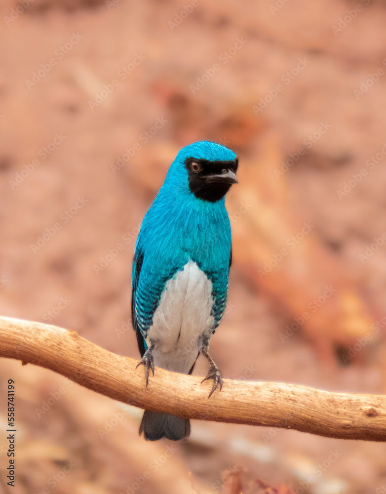 blue tanager bird perched on a branch