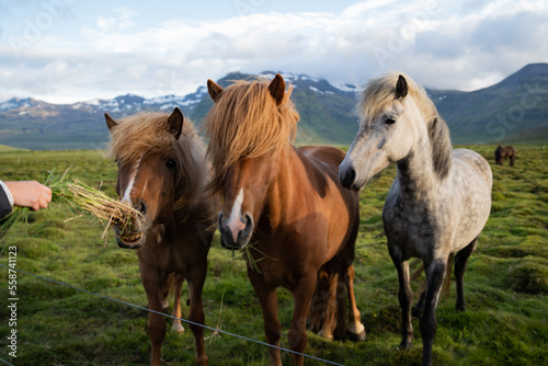 Icelandic horses grazing at the Berg Horse Farm in Iceland © Noah