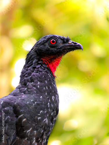 close up of a black guam bird