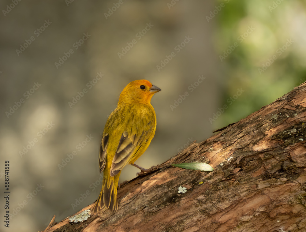 Fototapeta premium saffron finch on a branch