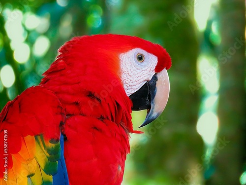 red macaw close-up