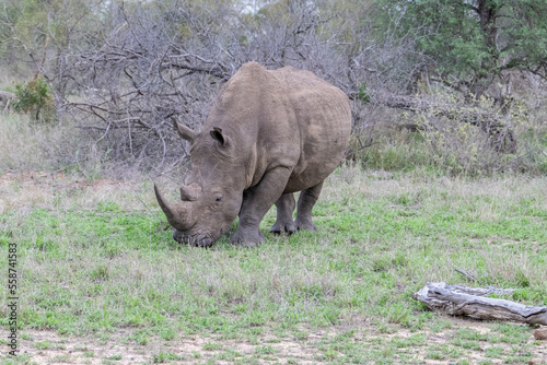 White Rhino pictured in the Timbavati Reserve  South Africa