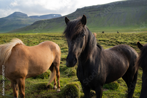 Icelandic horses grazing at the Berg Horse Farm in Iceland