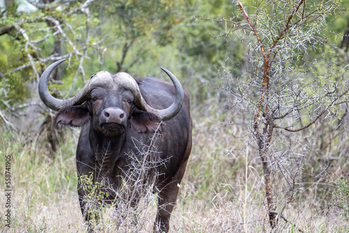Cape buffalo (Syncerus caffer caffer) pictured in the Timbavati Reserve, South Africa