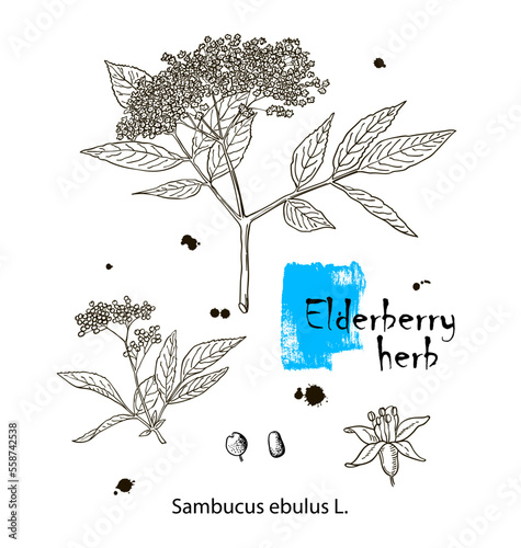 Ink elderberry herbal illustration. Hand drawn botanical sketch style. Absolutely vector. Good for using in packaging - tea, condinent, oil etc - and other applications
