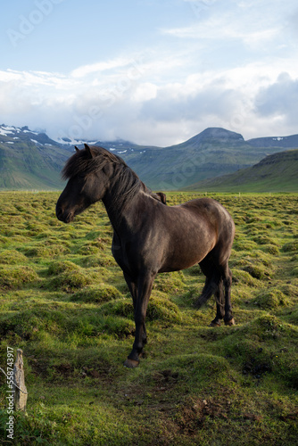 Icelandic horses grazing at the Berg Horse Farm in Iceland © Noah