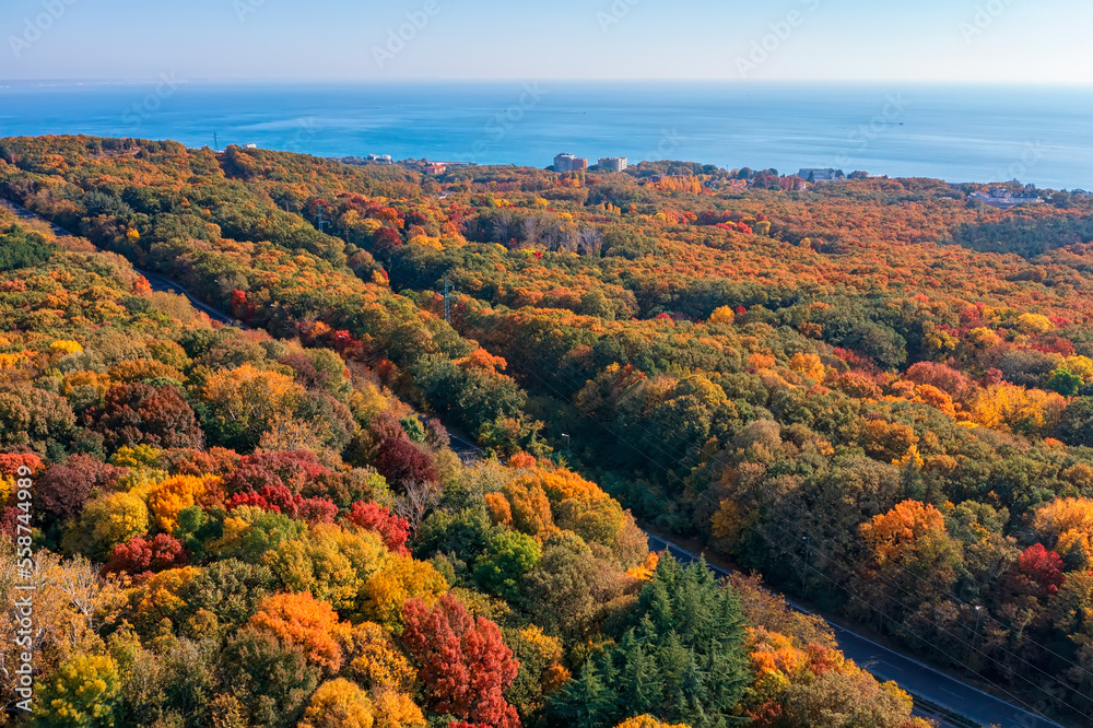 Aerial view from a drone of an autumn forest near the sea.