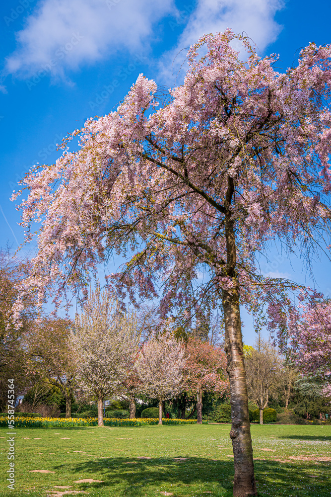 White and pink flowers. Beautiful nature scene with a flowering tree. Spring flowers. Beautiful garden