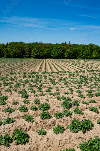  Green field of potato crops in a row