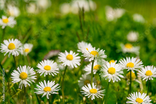 Beautiful chamomile flowers in meadow. Spring or summer nature scene