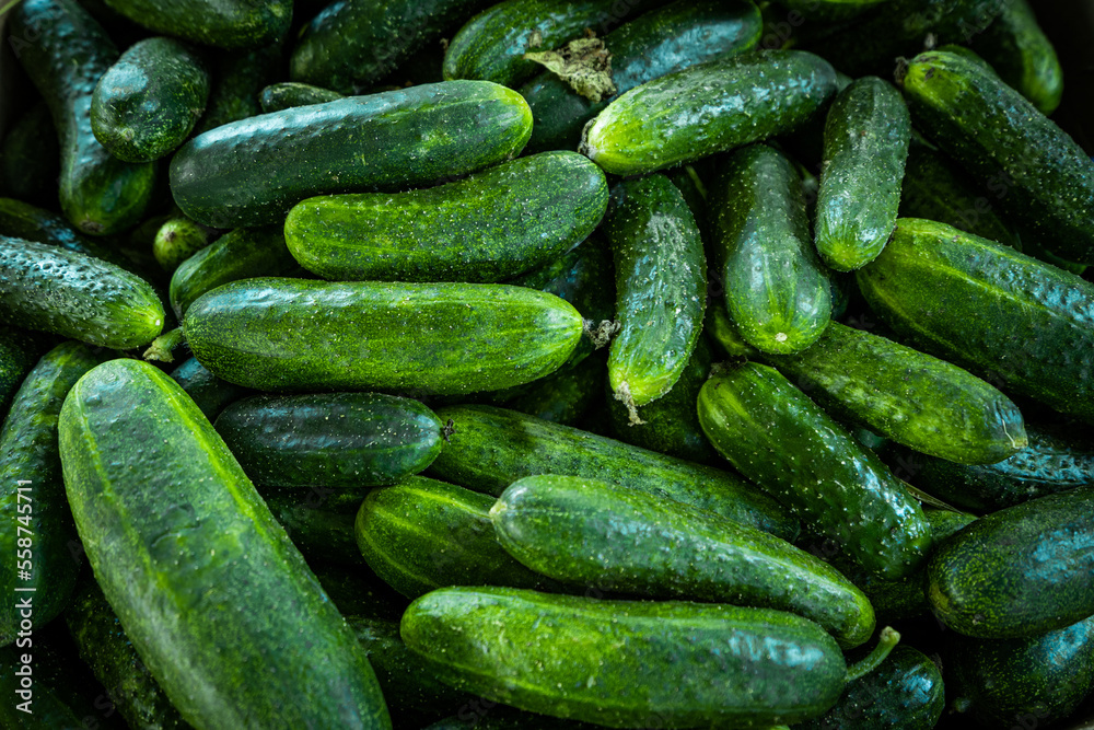 Fresh cucumber background. Green cucumbers Fresh cucumber background. Green cucumbers