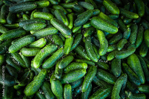  Fresh cucumber background. Green cucumbers © EwaStudio