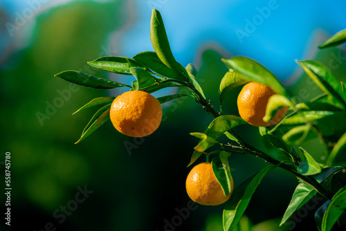 Mandarins ripened on the green tree branch in orchard