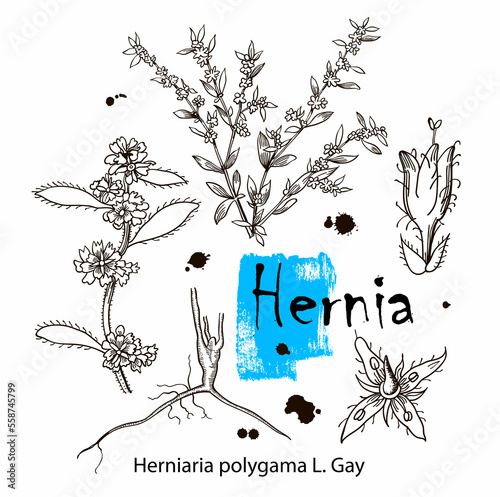Hernia, vintage engraved illustration. More realistic botanical illustration. Image for your design.