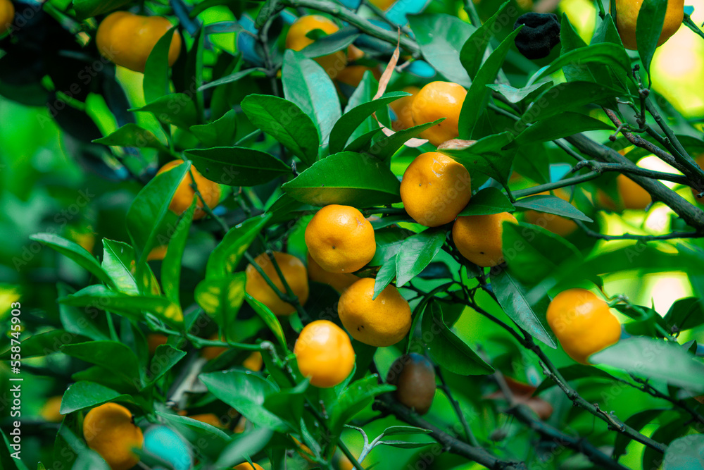 trees with citrus fruits before harvest.  Ripe tangerines on tree