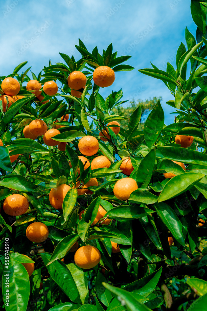 trees with citrus fruits before harvest.  Ripe tangerines on tree
