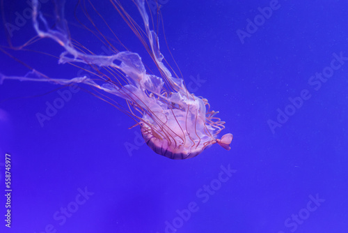 Beautiful Pink Jellyfish Swimming in Blue Aquarium