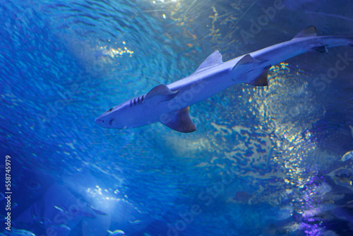 Medium Sized Shark inside an Aquarium, Fish Theme