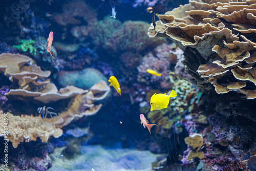 Fishes and Corals inside a Big Blue Aquarium Tank