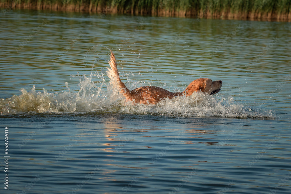 Obraz premium Beautiful thoroughbred labrador retriever plays in the river in summer.