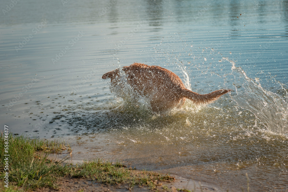 Fototapeta premium Beautiful thoroughbred labrador retriever plays in the river in summer.