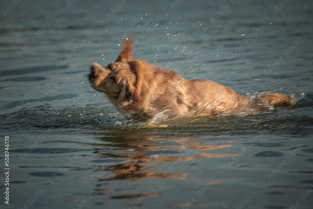Beautiful thoroughbred labrador retriever plays in the river in summer. Beautiful thoroughbred labrador retriever plays in the river in summer.
