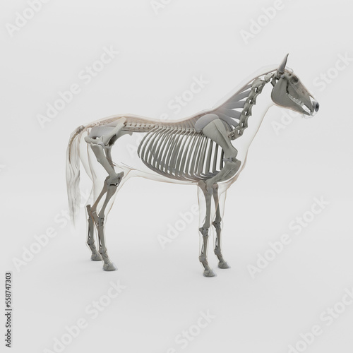 3D illustration of horse anatomy with transparent body and skeleton with clean white background lateral view