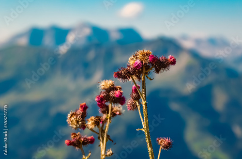 Carduus personata, great marsh thistle, at the famous Walmendinger Horn summit, Kleinwalsertal valley, Riezlern, Vorarlberg, Austria photo