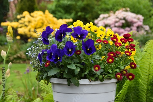 Frühlingsblumentopf mit Stiefmütterchen