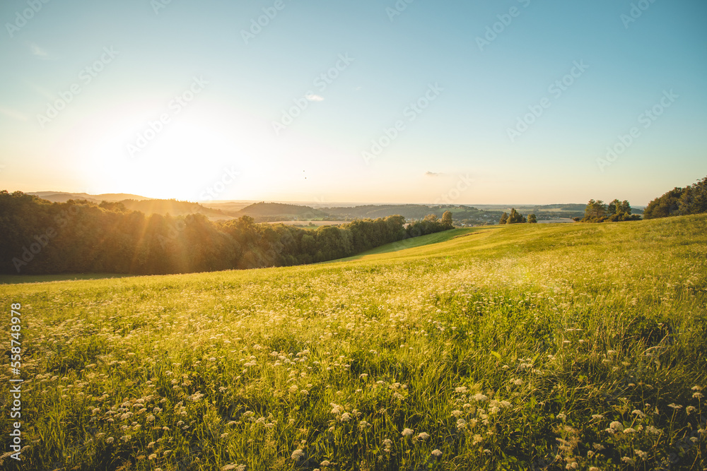 Obraz premium Blooming field of yellow flowers at sunset in the east of the Czech Republic. A peaceful place for relaxation. A touch of nature and warm sun