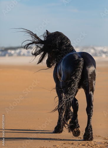 Fotografía Friesian Horse unwinding at the beach
