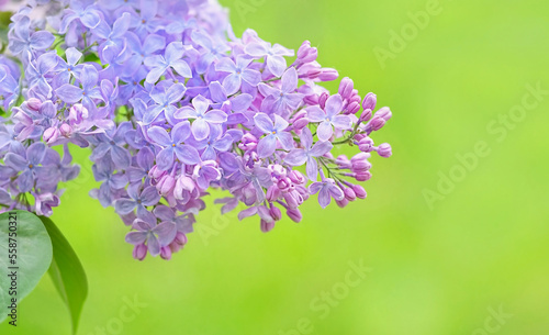 floral spring background. Beautiful violet Lilac flowers close up on abstract green natural template. Spring season concept. freshness aroma, harmony of nature. template for design. Copy space