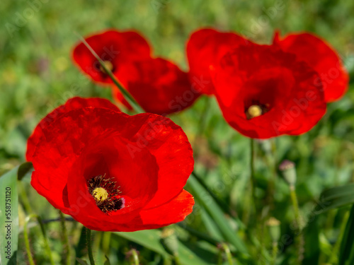Red Poppies blur against a grass background